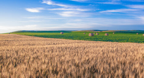 Wheat fields in Dickinson, North Dakota.