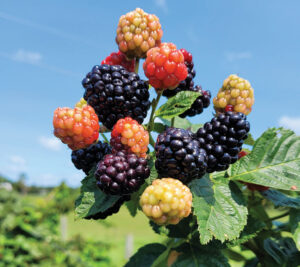 Cattle Run Farm in Ruckersville, VA