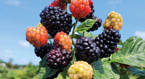 Cattle Run Farm in Ruckersville, VA