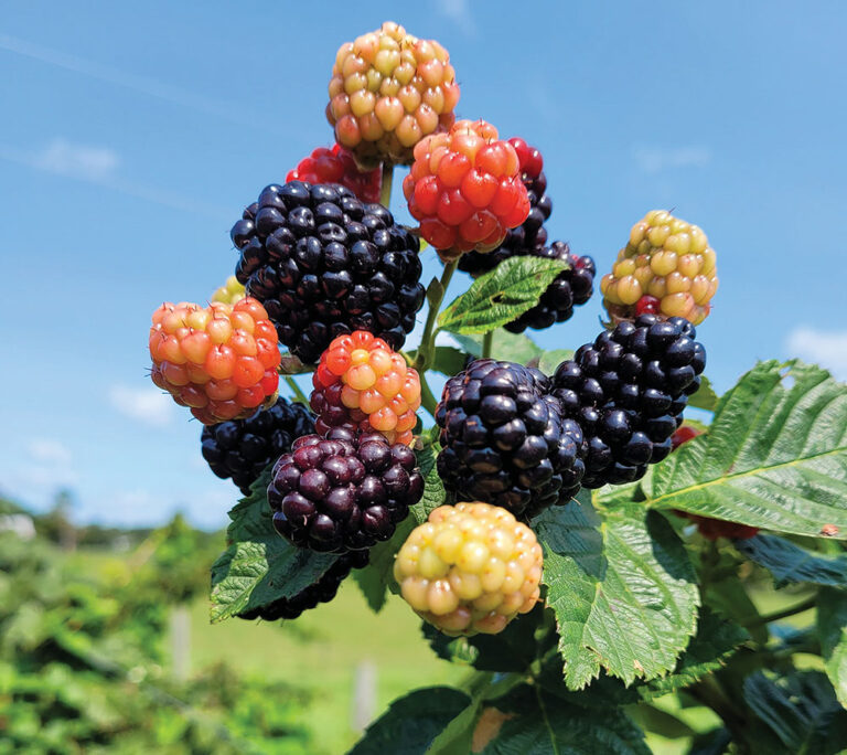 Cattle Run Farm in Ruckersville, VA