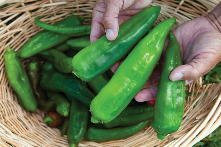 Chiles in New Mexico