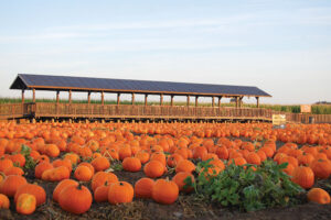 Dell’Osso Family Farm in Lathrop, CA