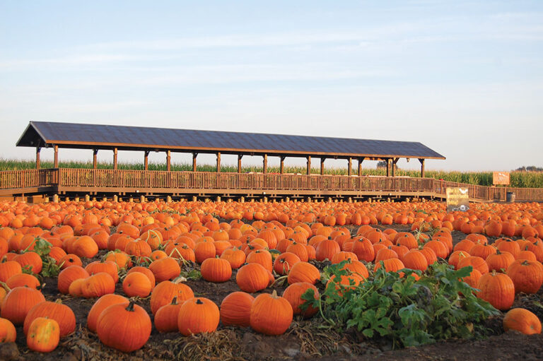 Dell’Osso Family Farm in Lathrop, CA