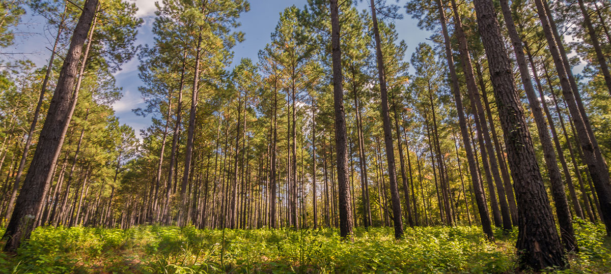 Batesburg-Leesville, SC