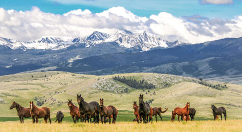 Horses in the Great Falls, MT, region