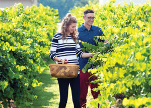 Hinnant Family Vineyards in the Triangle East region of North Carolina