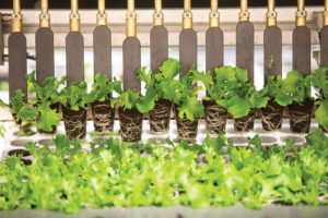 Vertical farming in Northern Kentucky