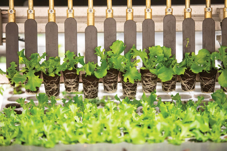 Vertical farming in Northern Kentucky